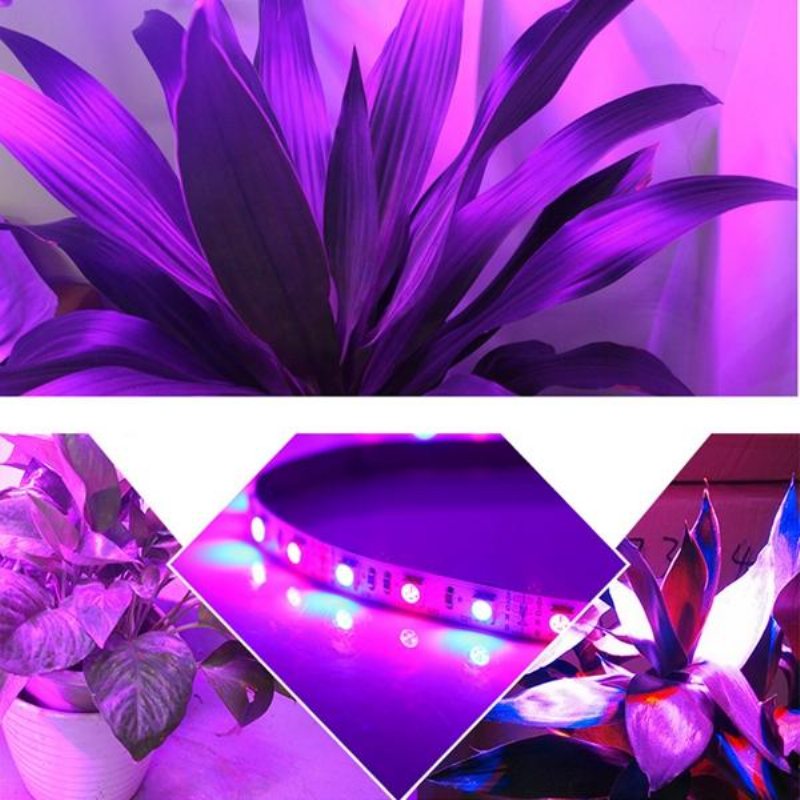 1m 2m 3m 4m 5m 3:1 5050 Smd Led Icke Vattentät Hydroponic Plant Grow Strip Light Dc12v