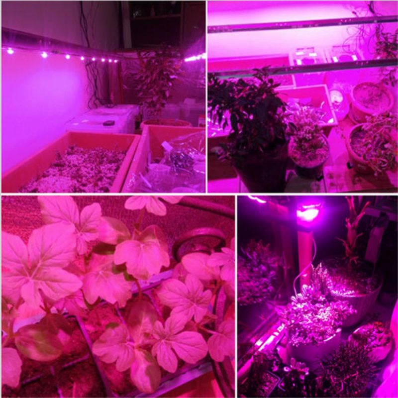 30w/50w/70w High Power Full Spectrum Led Grow Cob Light Chip För Växter Grönsak Ac110v/ac220v