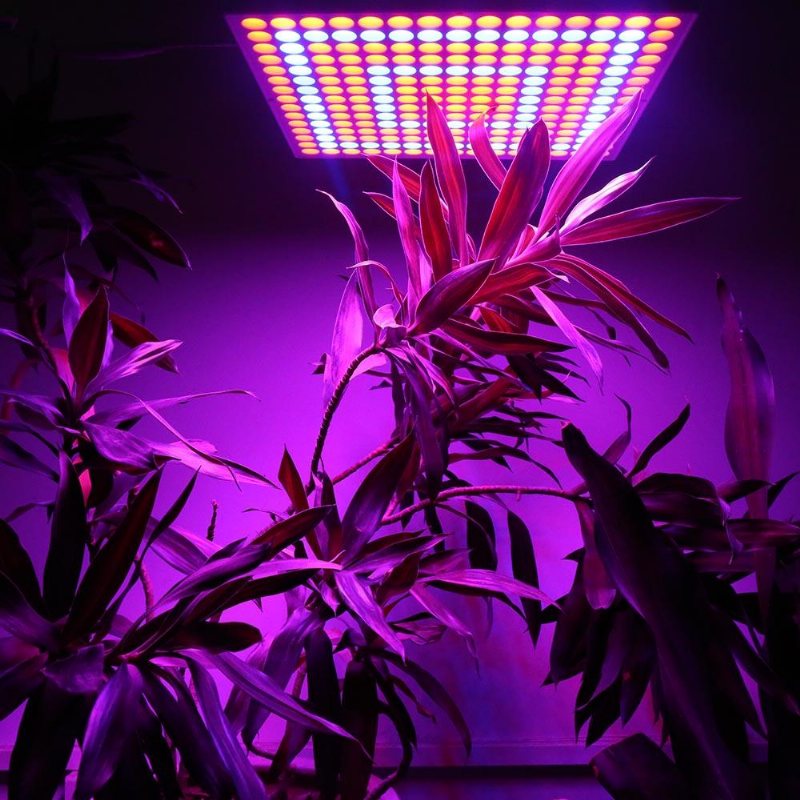 45w 200w Reflector Cup Full Spectrum Led Grow Lights För Tält Box Indoor Greenhouse