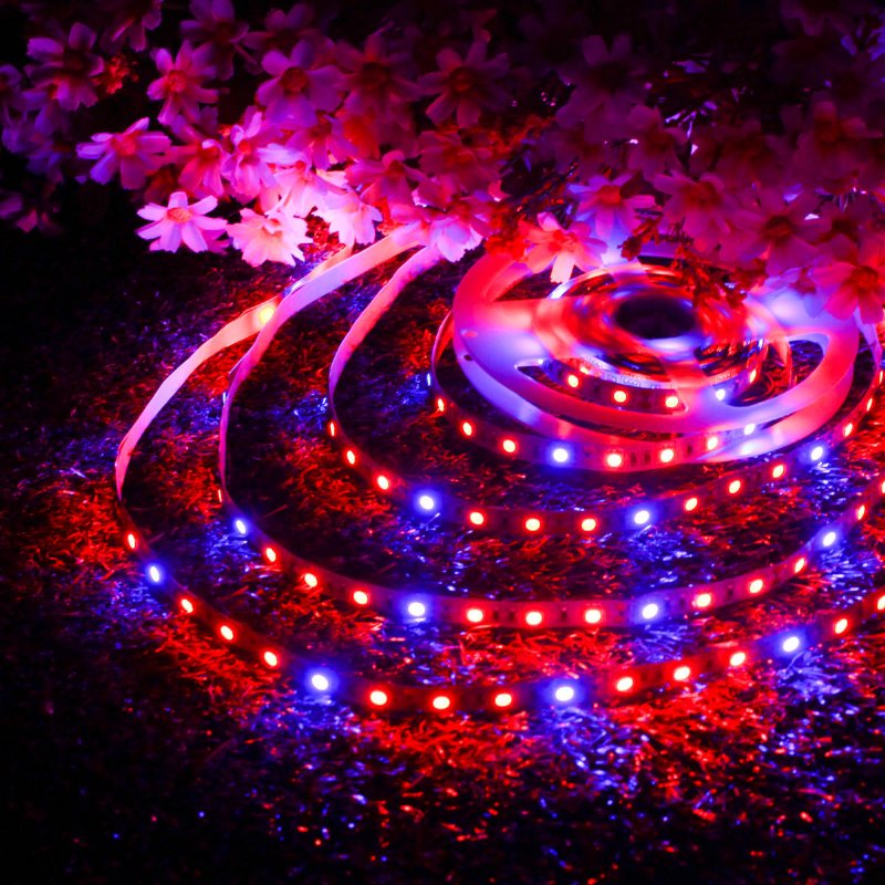 Dc12v 5m Icke Vattentät Smd5050 R:b 3:1 Grow Led Strip Light + 5a Nätadapter + Honkontakt