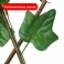 Parthenocissus Blad