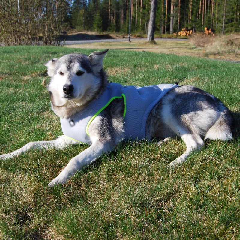 Jakthund Husdjursväst Kappa Andas Solskyddsmedel Kylning Taktiska Kläder Jacka Hund Dragrep