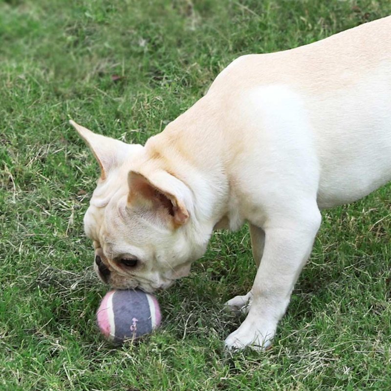 Pet Dog Tennis Chasing Training Roller Ball Leksaker Form