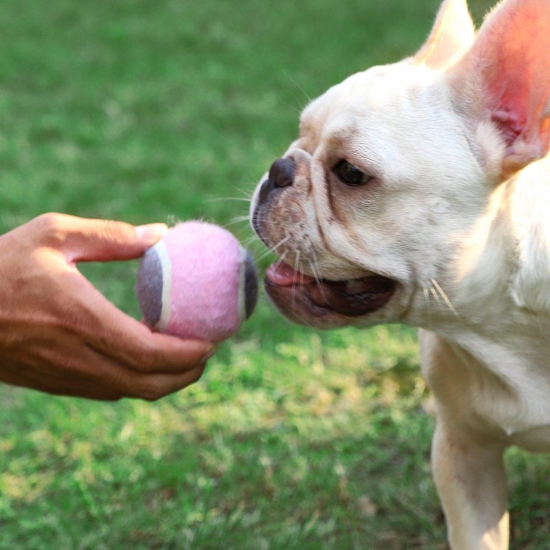 Pet Dog Tennis Chasing Training Roller Ball Leksaker Form