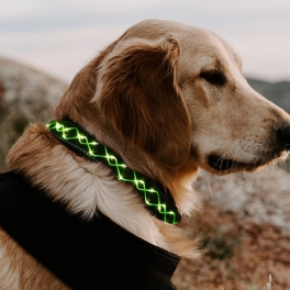 Led Hundhalsband För Hundar Blinkande Ljusande Säkerhet Nattljus Justerbar