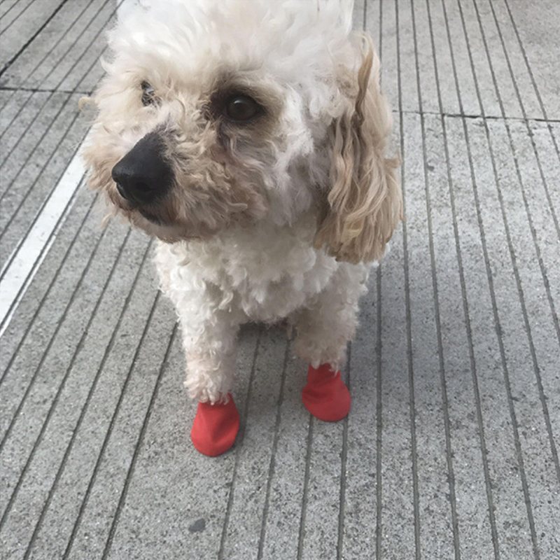 4/8 St Hund Katt Regn Skyddsstövlar Vattentät Valp Husdjur Skoskydd Stövlar Anti-halk