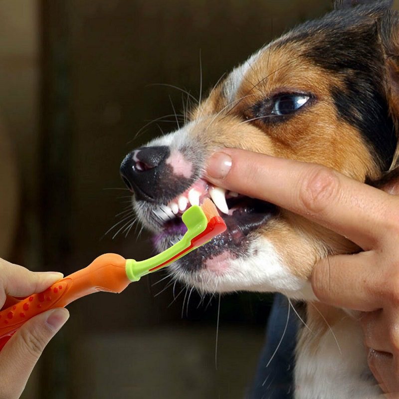 Hund Tresidig Rengöring Mun Tandborste