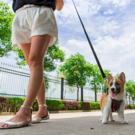 Säkerhetsväst För Hund